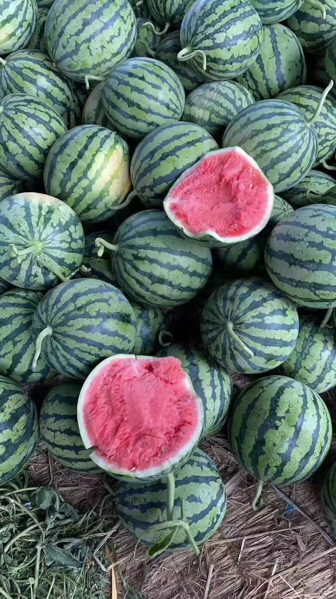 河南省商丘市夏邑县麒麟西瓜大量供应品种有8424、美都西瓜