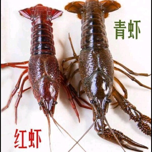 合肥合肥本地龙虾，青虾，红虾，各种规格都有，2-9爆头，欢迎咨询
