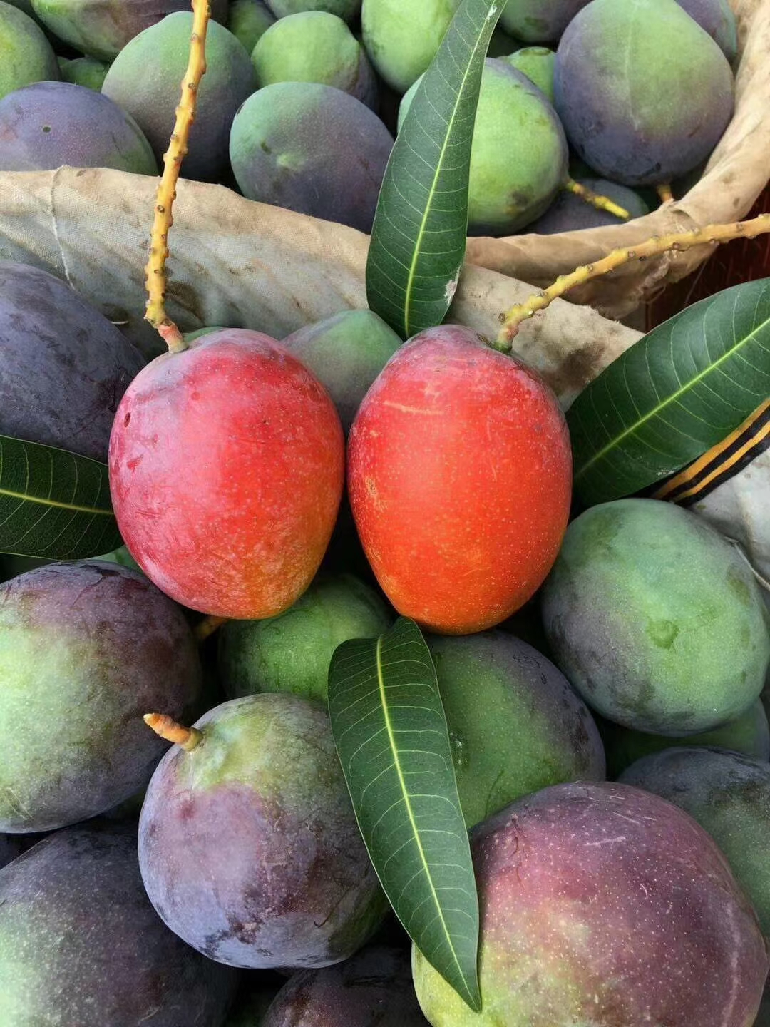 攀枝花艾文芒果