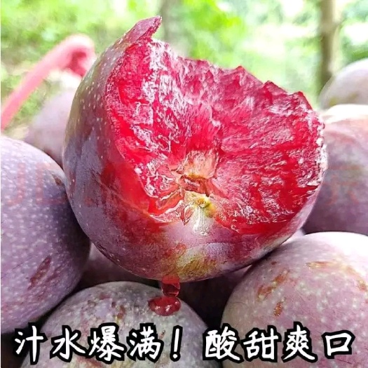 靖西市李子熟了，好吃得流口水