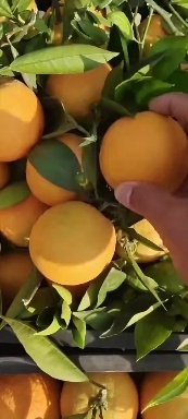 秭归县夏橙：色泽亮丽，汁多皮薄，肉厚无核，清甜可口，口感酸甜。