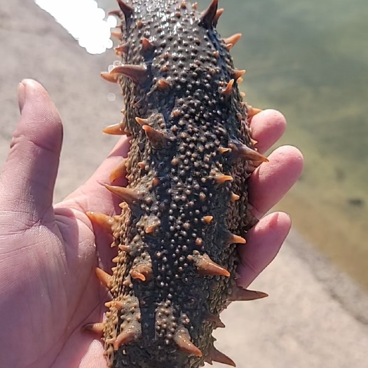海参