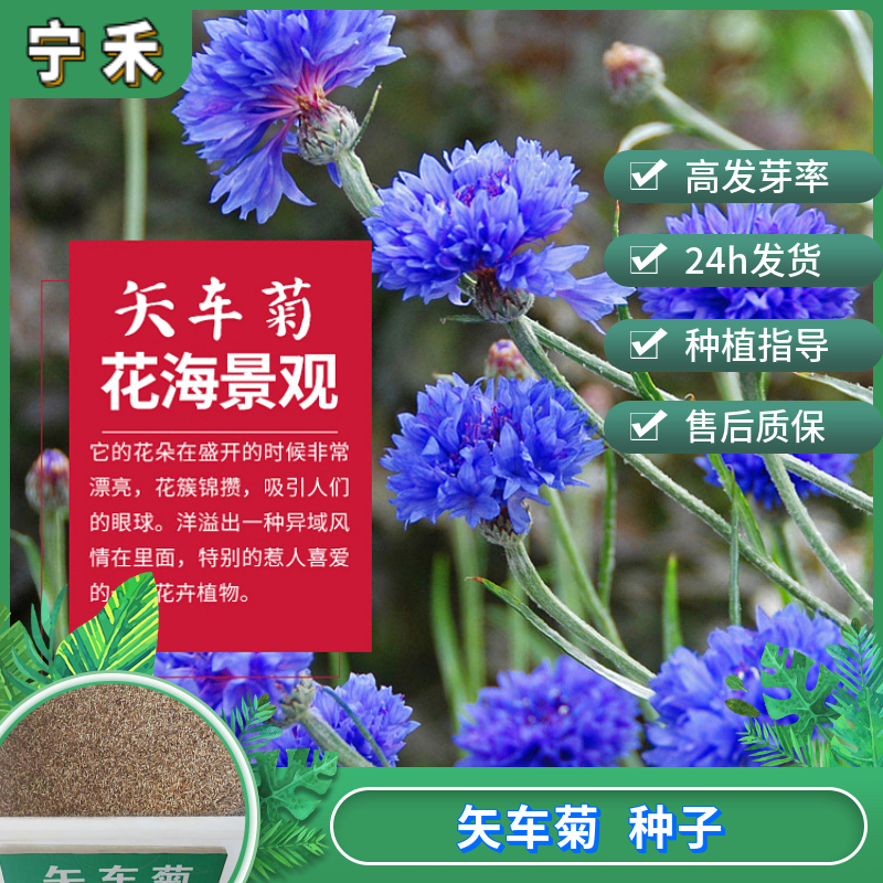 南京矢车菊种子 种植挺拔花梗长适于作切花 荔枝菊蓝芙蓉翠兰种子