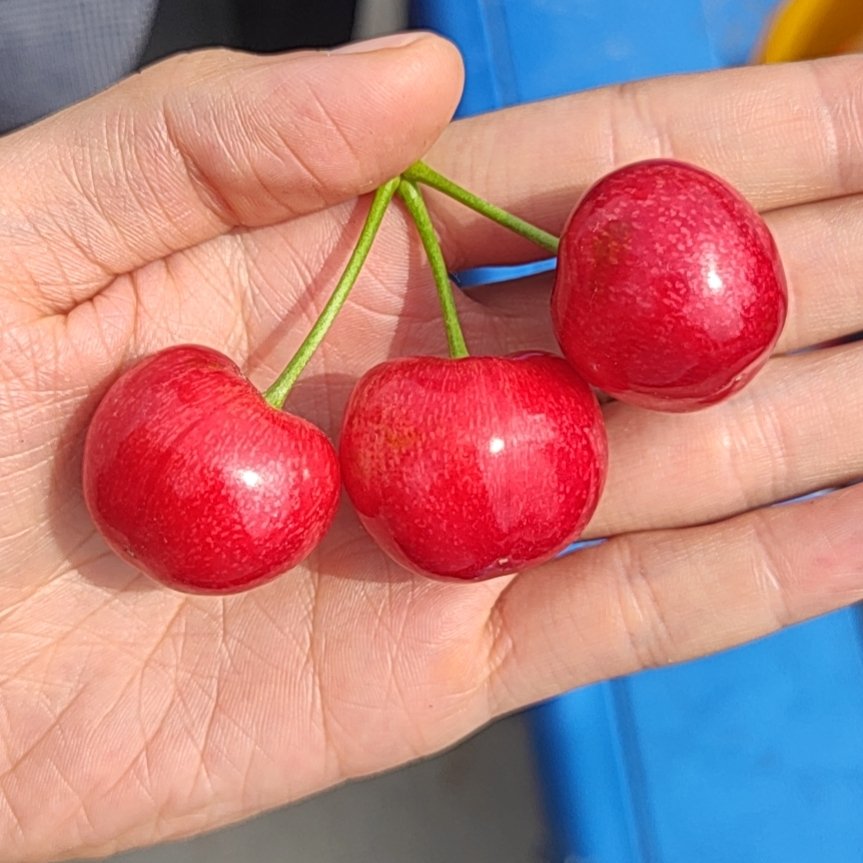 大荔沙美托，红灯大樱桃10克起步，