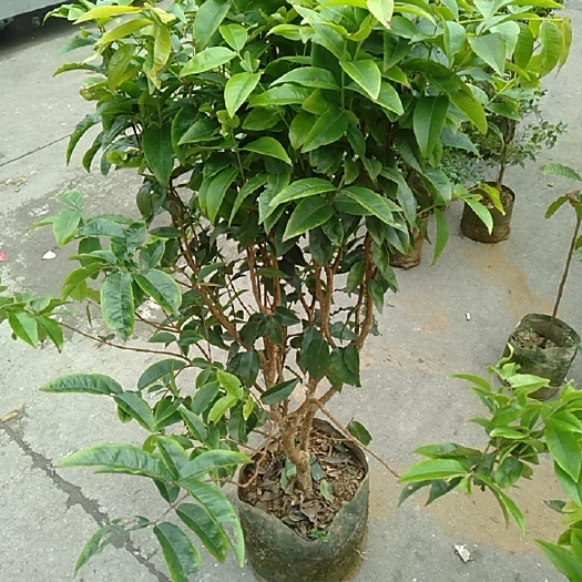 遂溪县带果带花嘉宝果