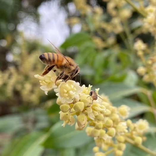 荔枝龙眼蜂蜜