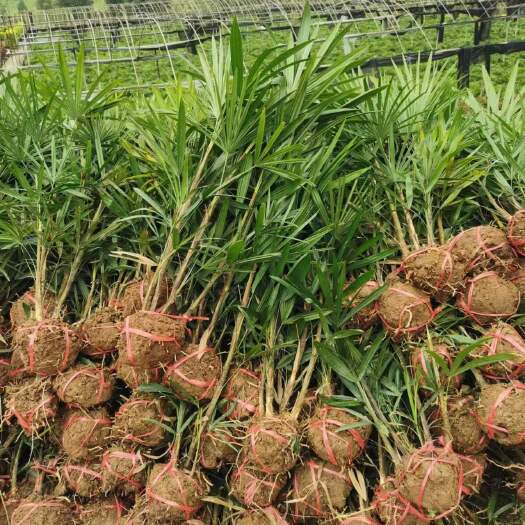 重庆棕竹、小叶棕竹自己家货大量现货批发规格齐全价格美丽