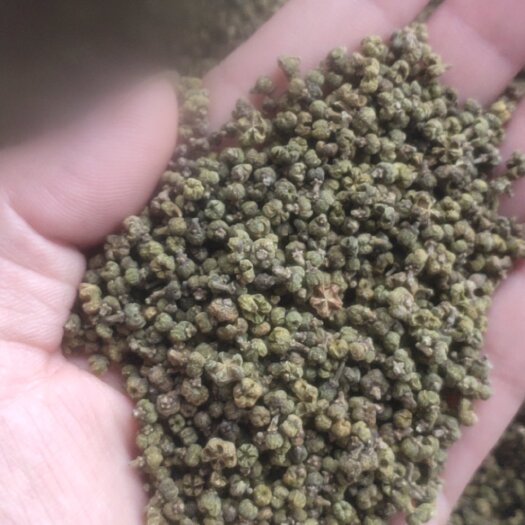 鄄城县吴茱萸 江西吴茱萸 青花吴茱萸 小花吴茱萸 未开花 净货