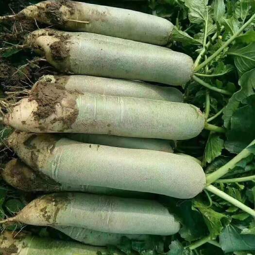 潍坊水果萝卜，口感脆甜。