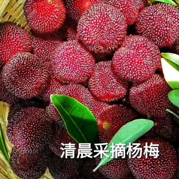 靖州杨梅