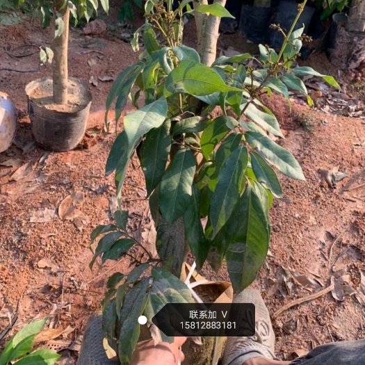 灵山县广西钦州市 灵山   妃子笑荔枝苗