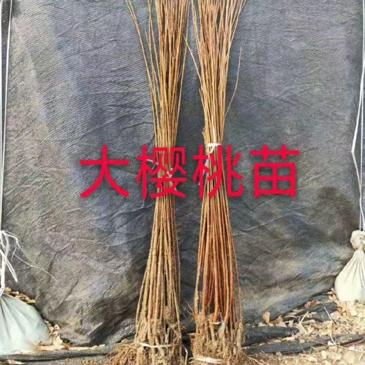 公主岭市大樱桃树苗