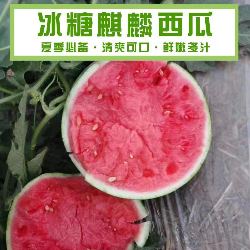 河南省商丘市夏邑县麒麟西瓜大量供应品种有8424、美都西瓜