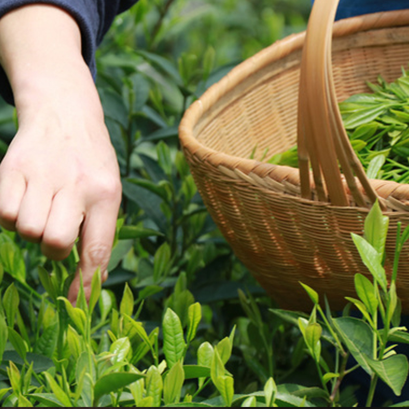 茶叶云南红茶