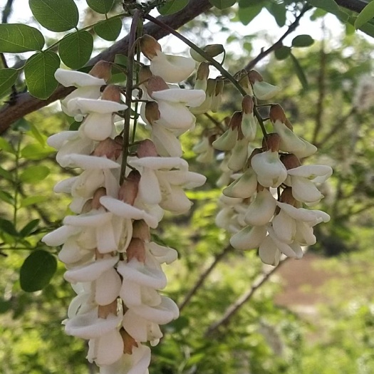 凌源市魁花蜜