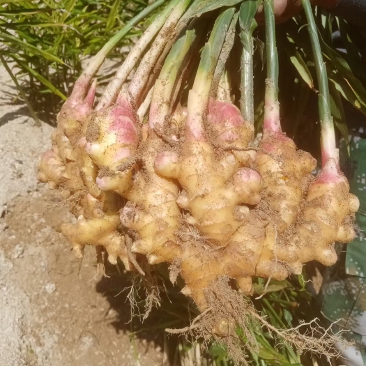 岳西县安徽岳西高山生姜，小黄姜大批量供应
