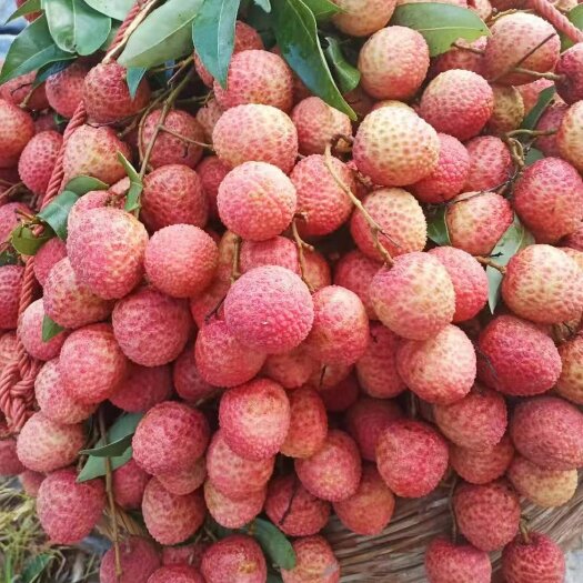 遂溪县荔枝