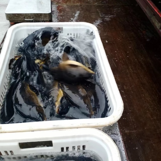 宽甸县裸鲤大全