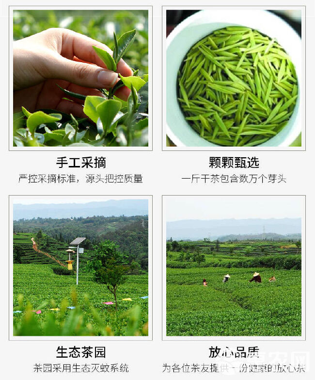 毛尖茶 信阳毛尖炒青绿茶24年雨前口粮茶产地茶场直销散装包邮