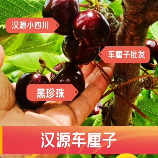 汉源县新鲜四川汉源正宗黑珍珠车厘子，顺丰直发包邮果大核小
