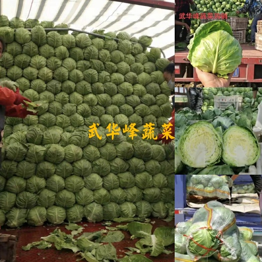晋中中甘系列  甘蓝 新货上市 （袋装，散装）质量保证