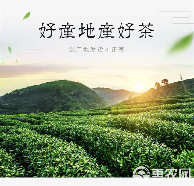 毛尖茶 信阳毛尖炒青绿茶24年雨前口粮茶产地茶场直销散装包邮