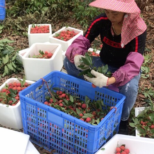 博罗县罗浮山桂味荔枝，果园自产自销，一件代发。欢迎老板们合作共赢。