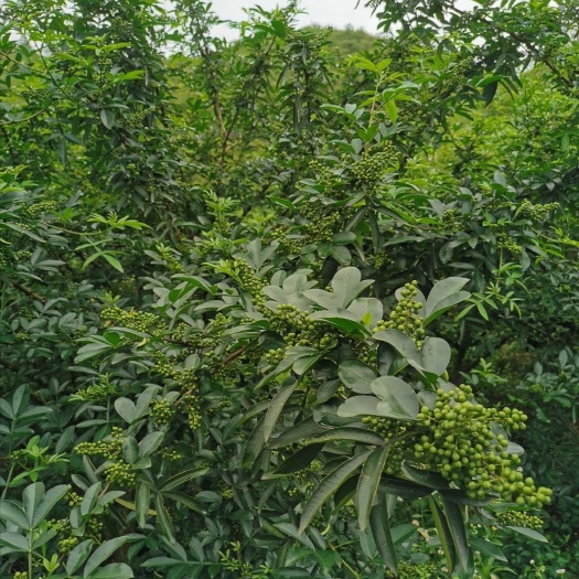 德江县九叶清花椒（干花椒）90%也上开口