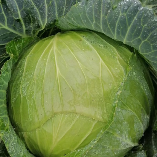 安顺莲花菜