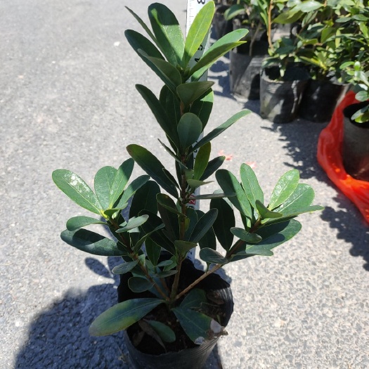 （精品）四季杜鹃茶   基地种植   量大有货