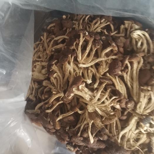 黎川县5号茶树菇