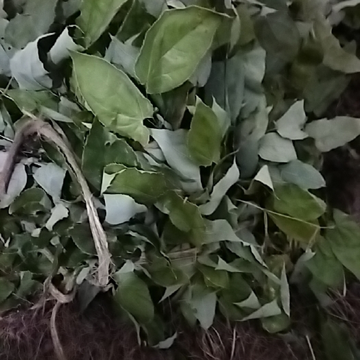 南江县高山高含量柔毛淫羊藿