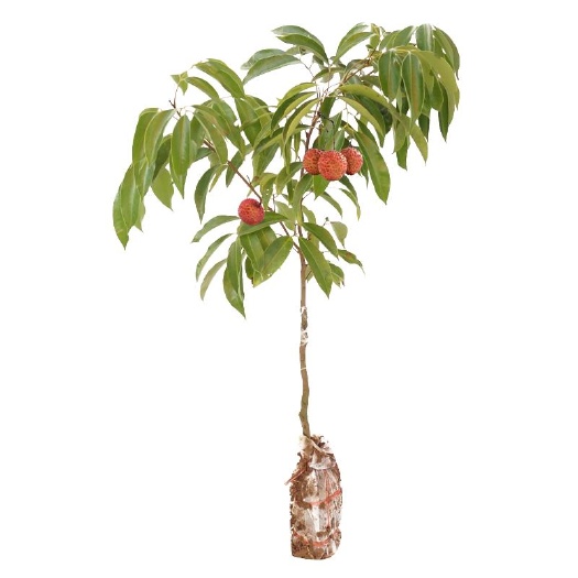 灵山县桂味荔枝苗，高60-80根茎1-1.5