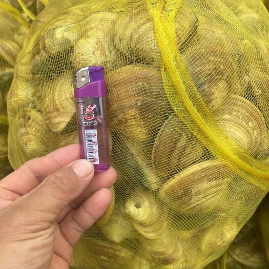 阳西县文蛤特大中小规格都有货
