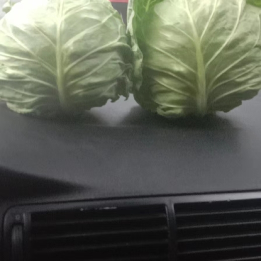 定西精品兰州货甘蓝大量有货