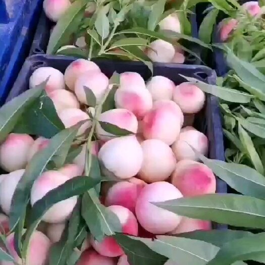 开封桃子
