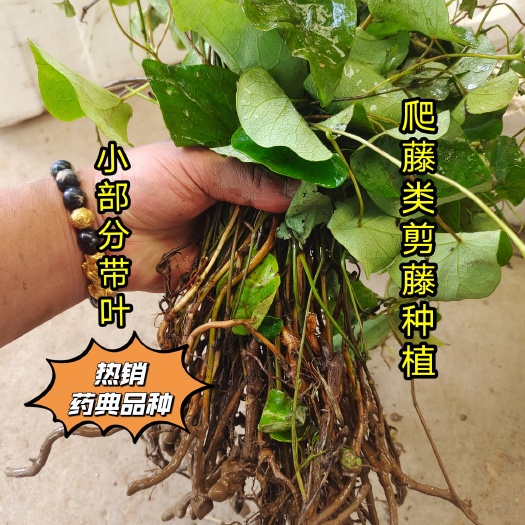 千金藤 ，带播种技术方法。