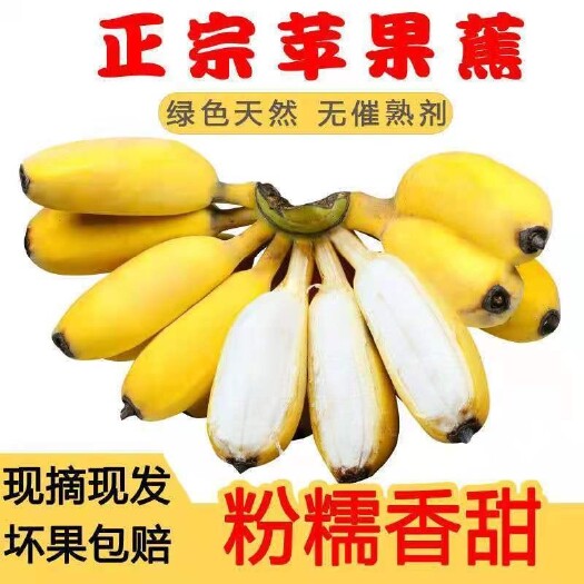 南宁深山正宗圆润苹果蕉香甜糯新鲜水果现摘包邮非小米蕉 芭蕉