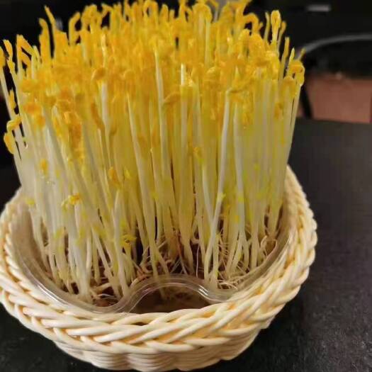 寿光市活体豌豆苗，火锅店全国供货现发