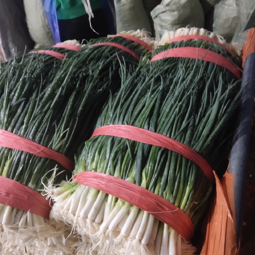 陆良县小葱，黑葱，四季葱，高原产地是市场的抢手货