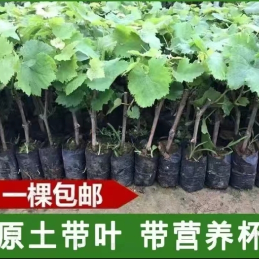 蒲城县阳光玫瑰葡萄苗