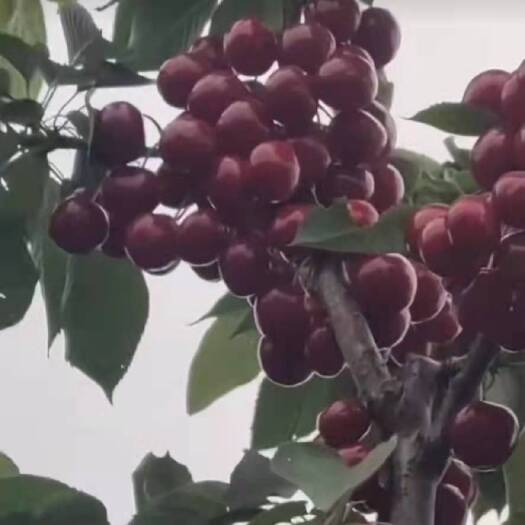 大荔县樱桃苗