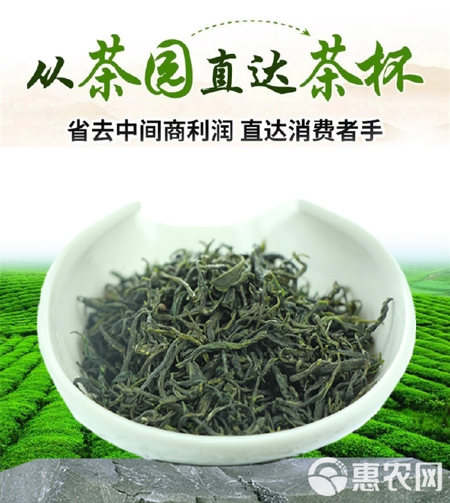 毛尖茶 信阳毛尖炒青绿茶24年雨前口粮茶产地茶场直销散装包邮