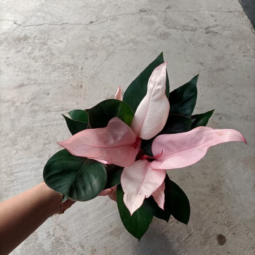 广州110粉刚果，25盆