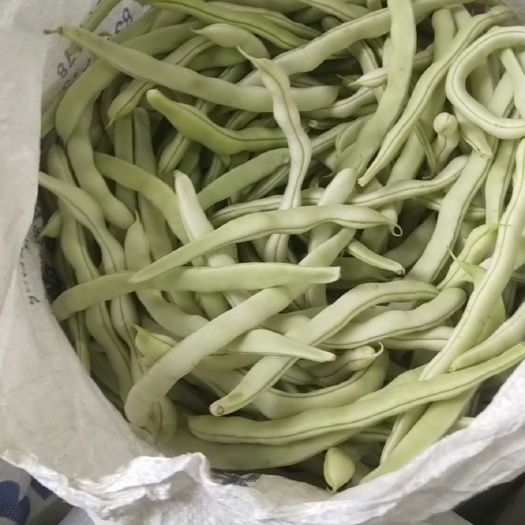 辽宁省锦州市北镇市中安镇窟窿台市场产地冷棚白条豆角