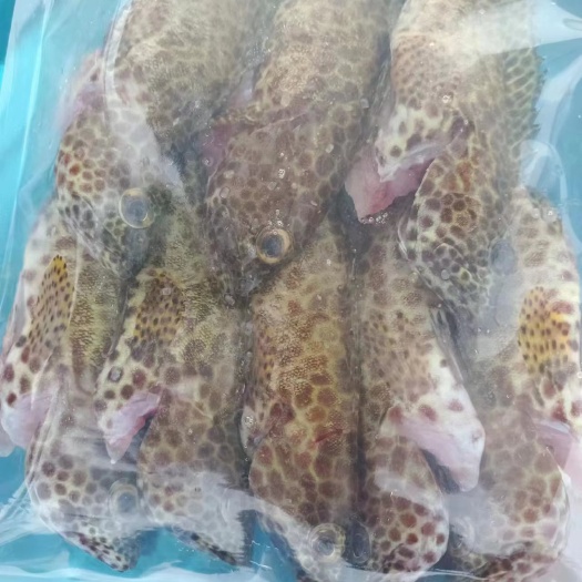 西沙小石斑批发厂家-冷冻小石斑供应-南海海鱼批发