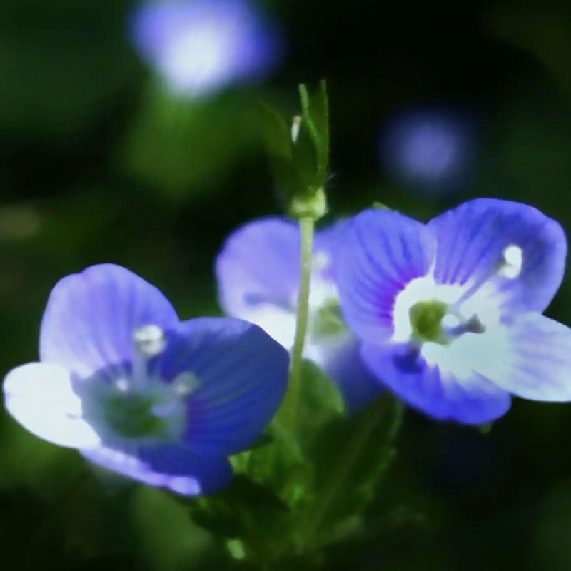 婆婆納種子，多年花花卉種子易種室內(nèi)陽臺綠化花卉種子批發(fā)