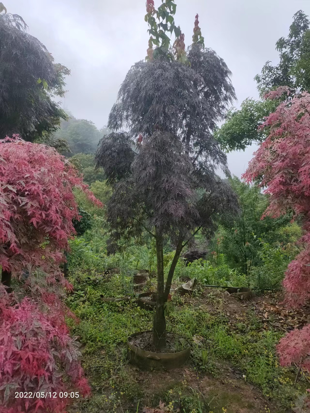 自家苗圃袋苗紅楓樹直銷