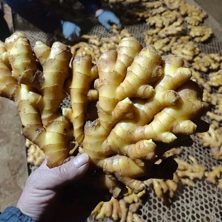 沂水县【推荐】精品大黄姜 二黄姜 窖藏老姜 山东生姜产地 保质保量