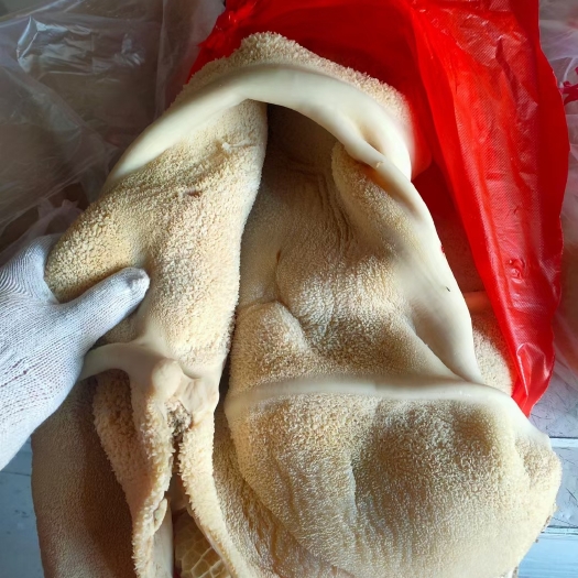 阳信县新鲜牛大肚，全熟，现货供应产品质量好